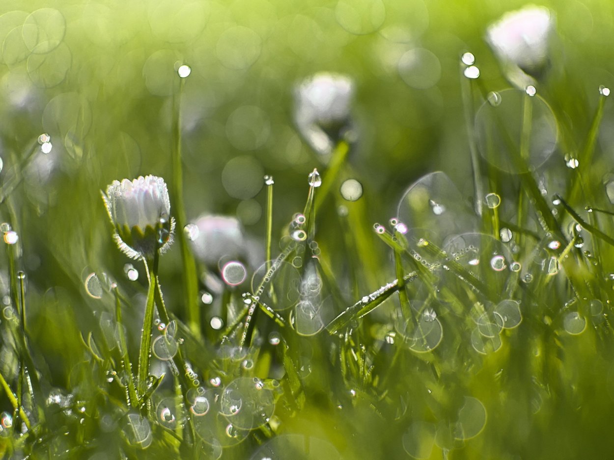 Утренняя роса природа