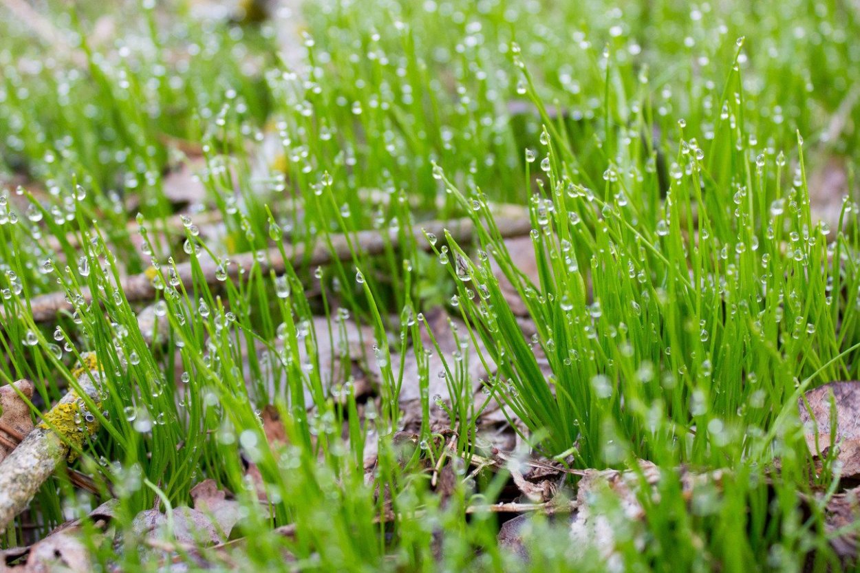 Трава весной