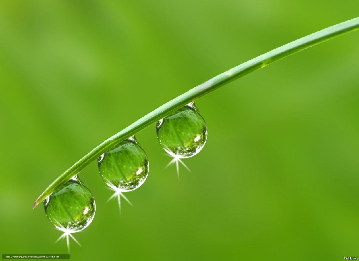 Зелень с росой