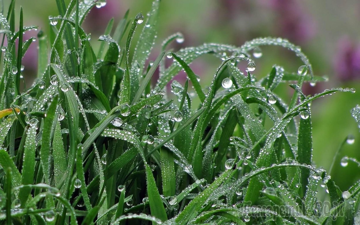 Роса на траве