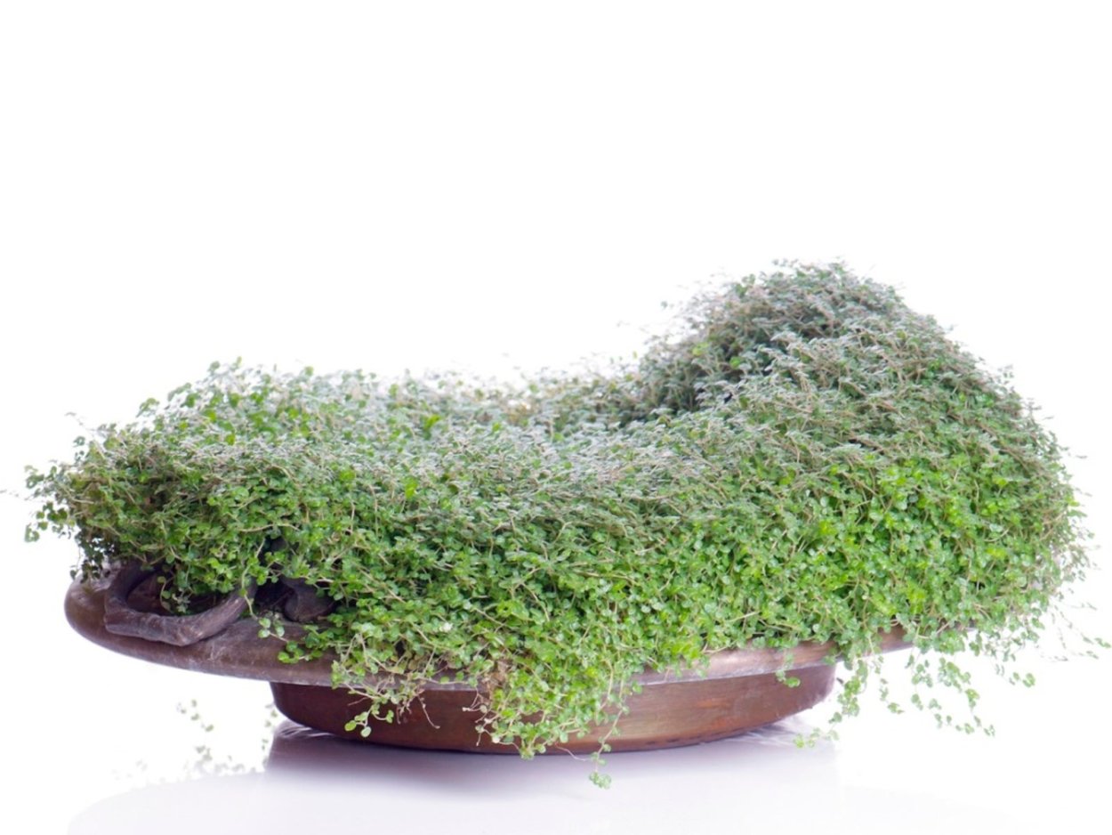 Детские слезы растение