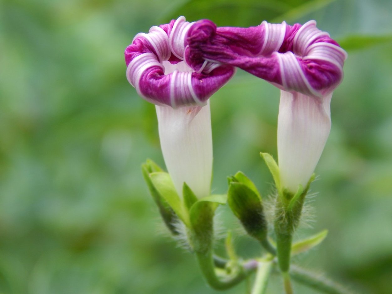 Монстера и папоротник