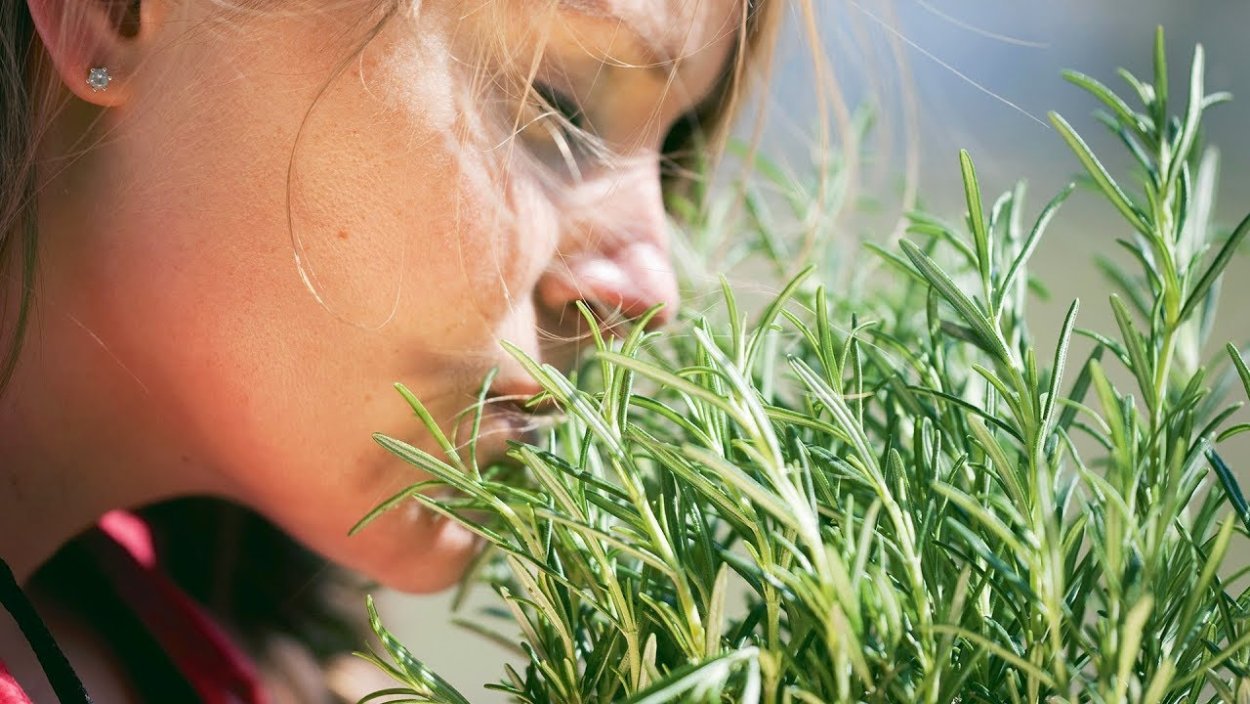 Запах свежескошенной травы