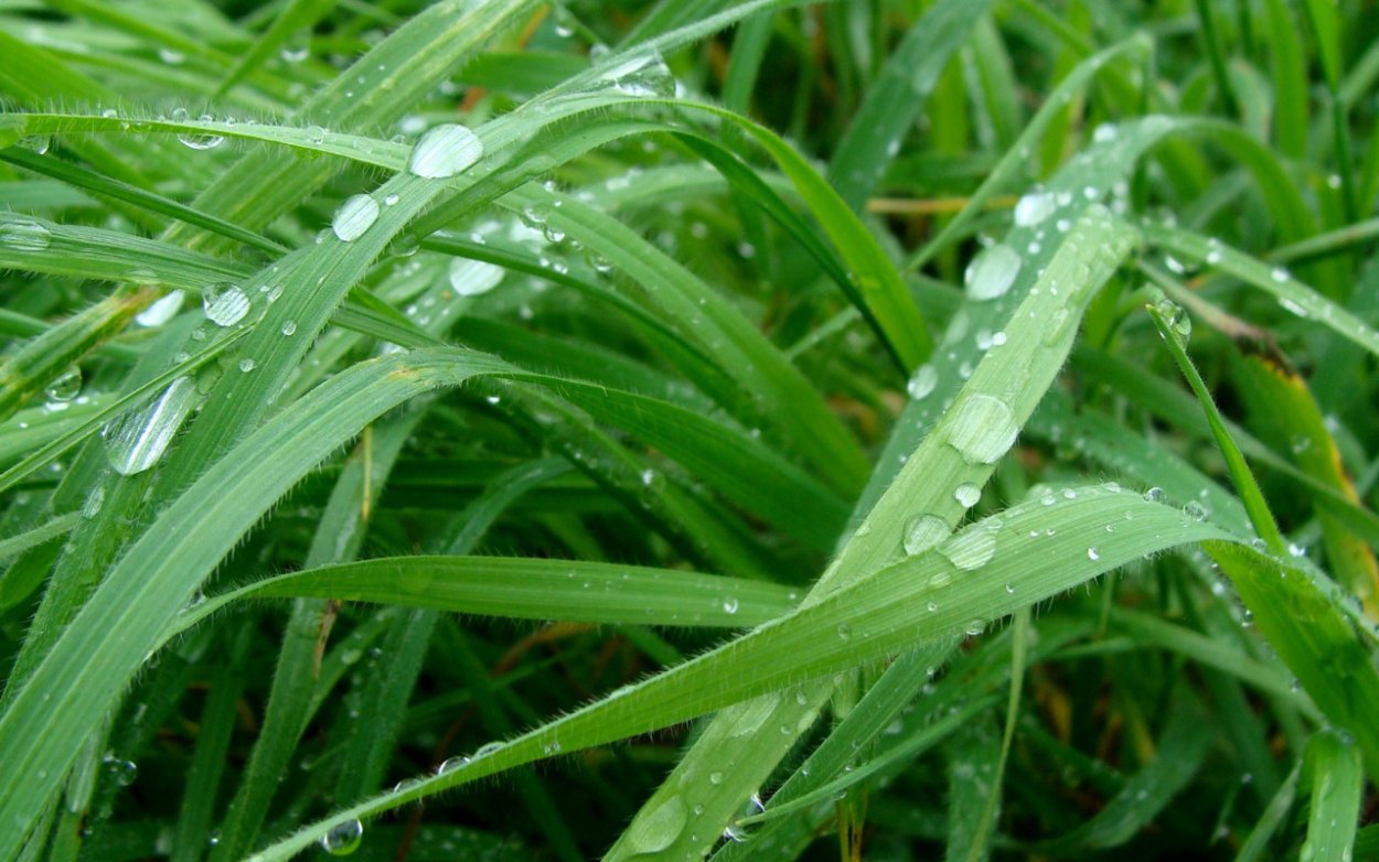 Роса на траве