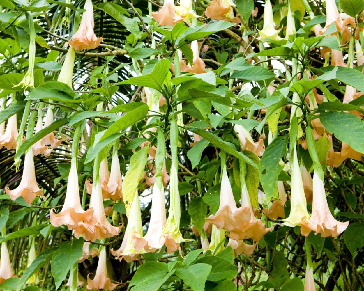 Дыхание дьявола скополамин