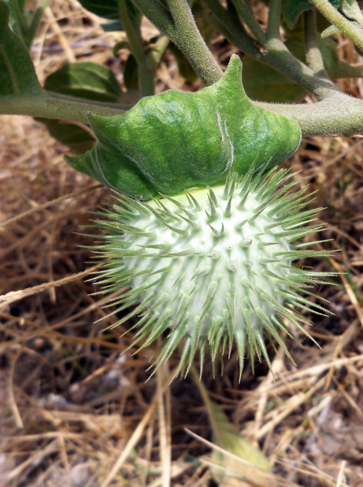 Наклейки Суккуленты