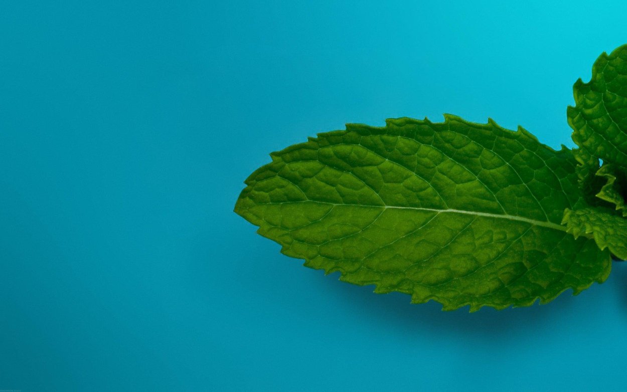 Фон с мятой