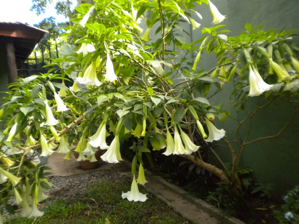 Дурман скополамин