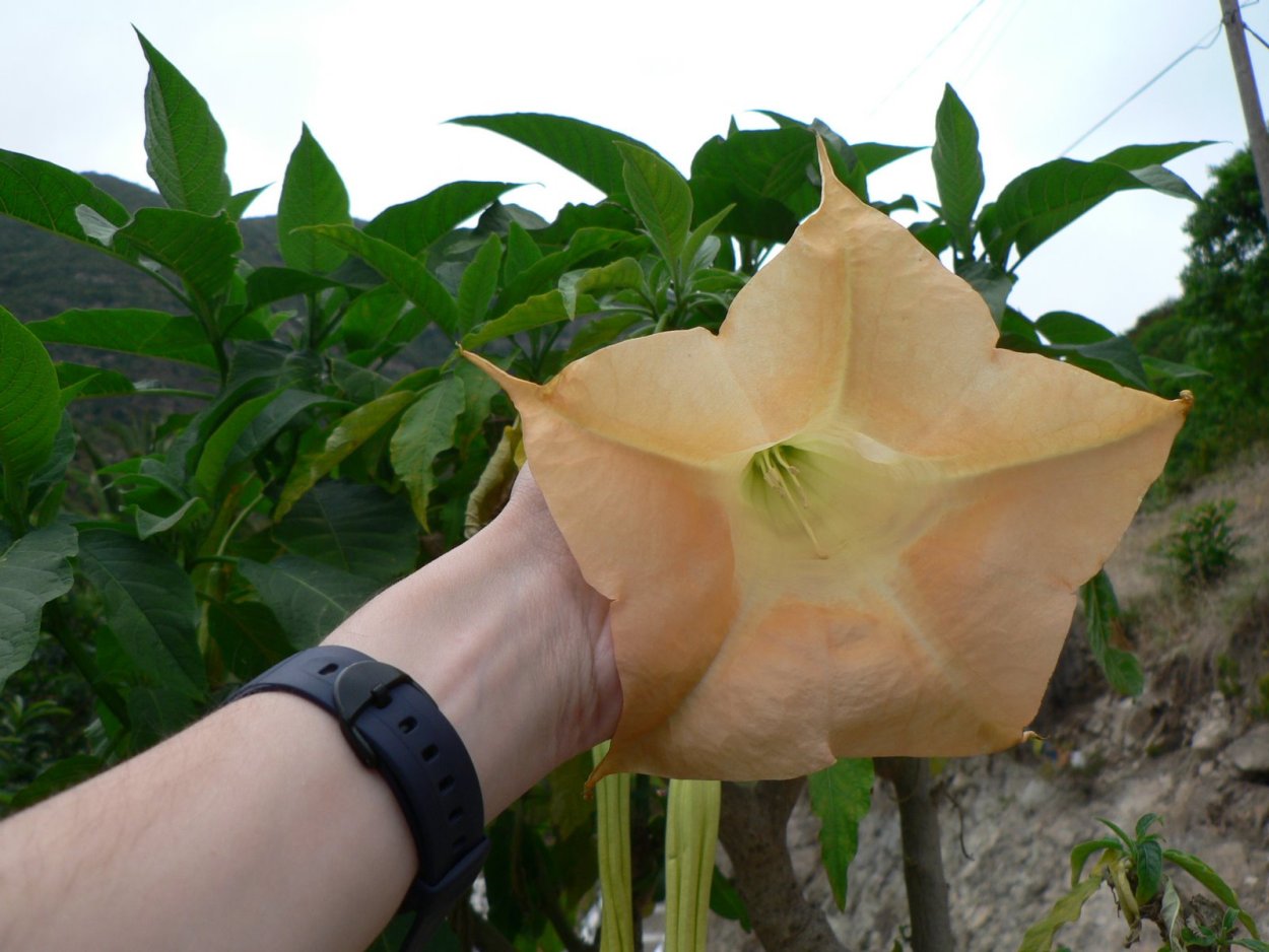 Датура куст