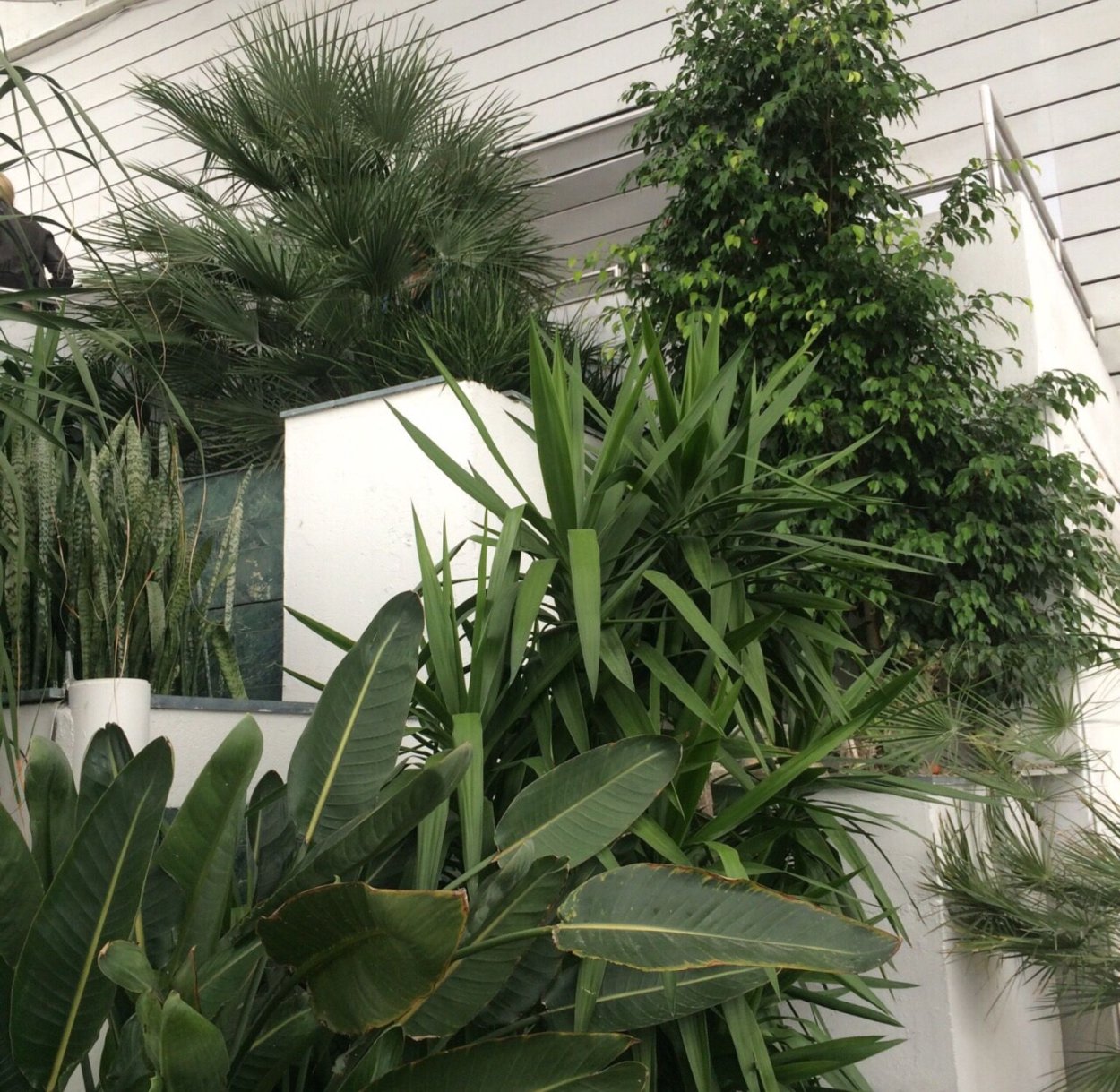 Зелень Эстетика