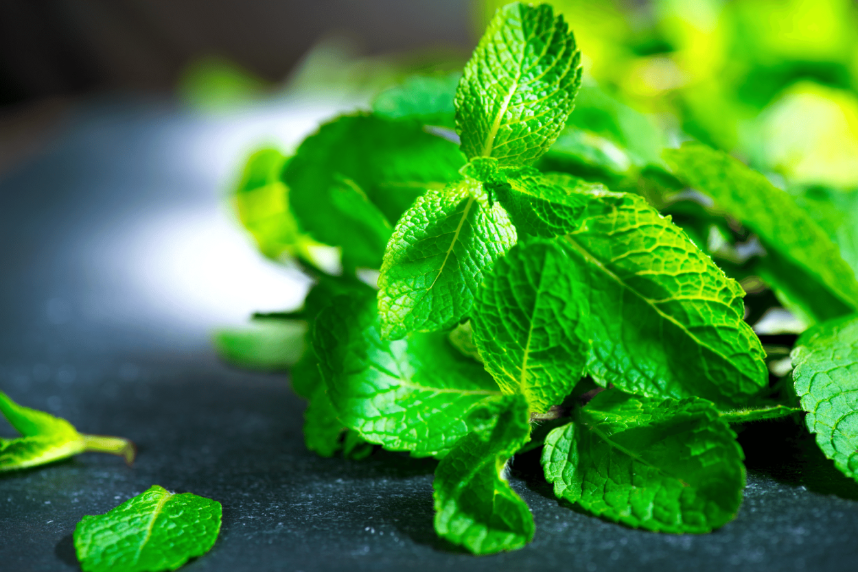 Мята длиннолистная