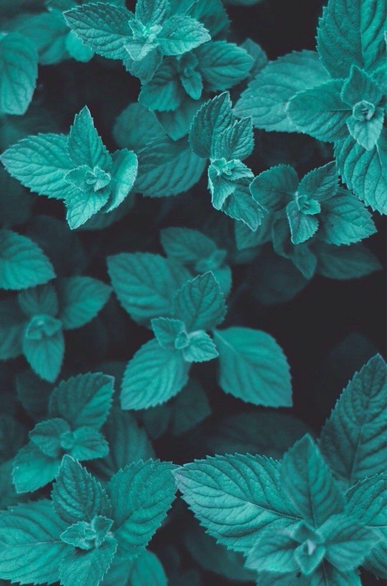 Картинка мяты лакшери