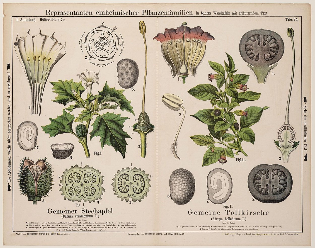 Туториалы растений