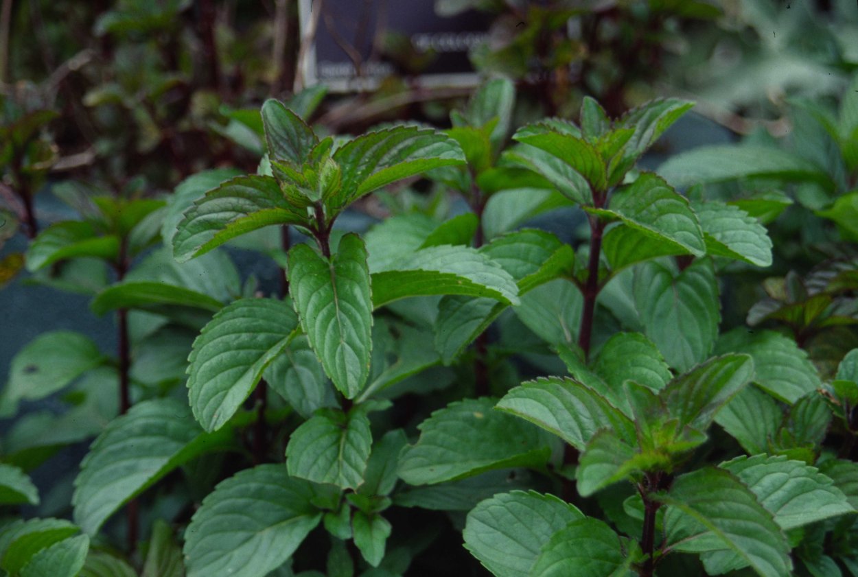 Мята смитиана smithiana