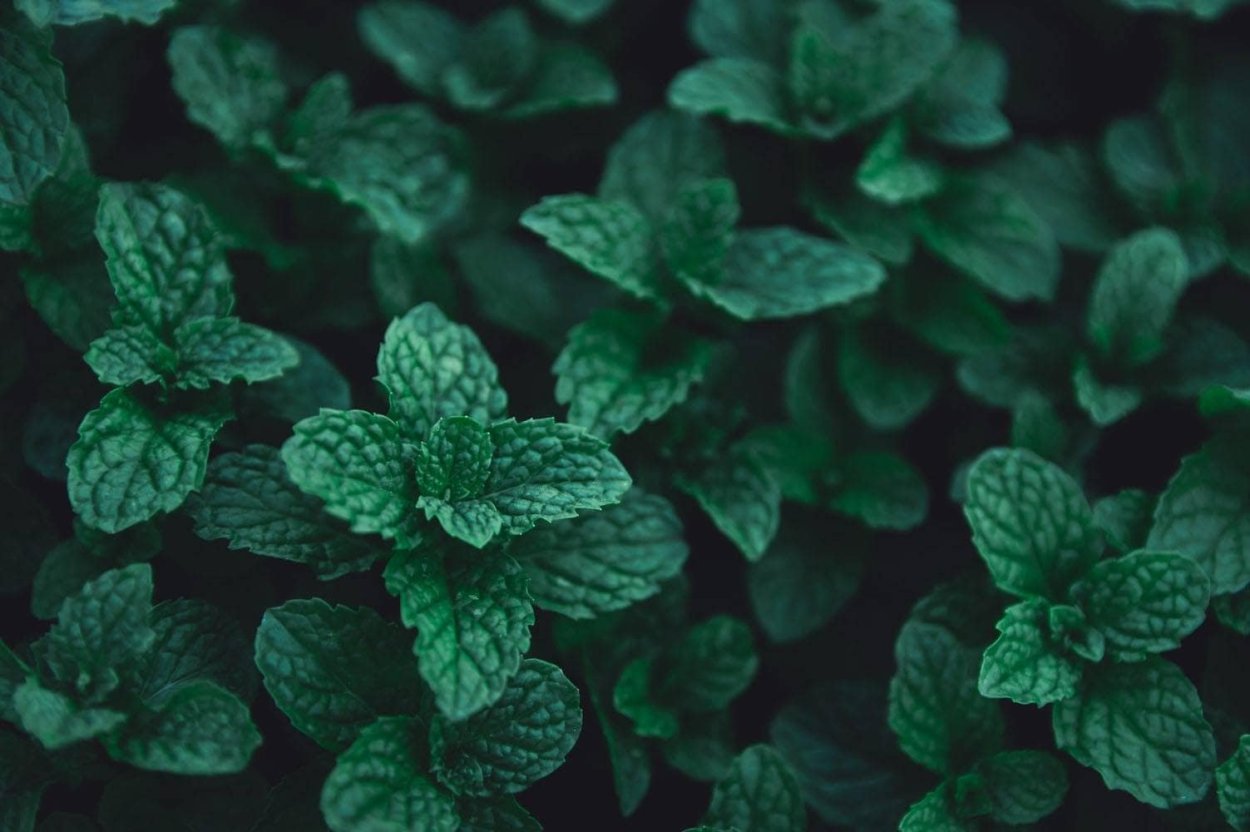 Мята ментоловая листики