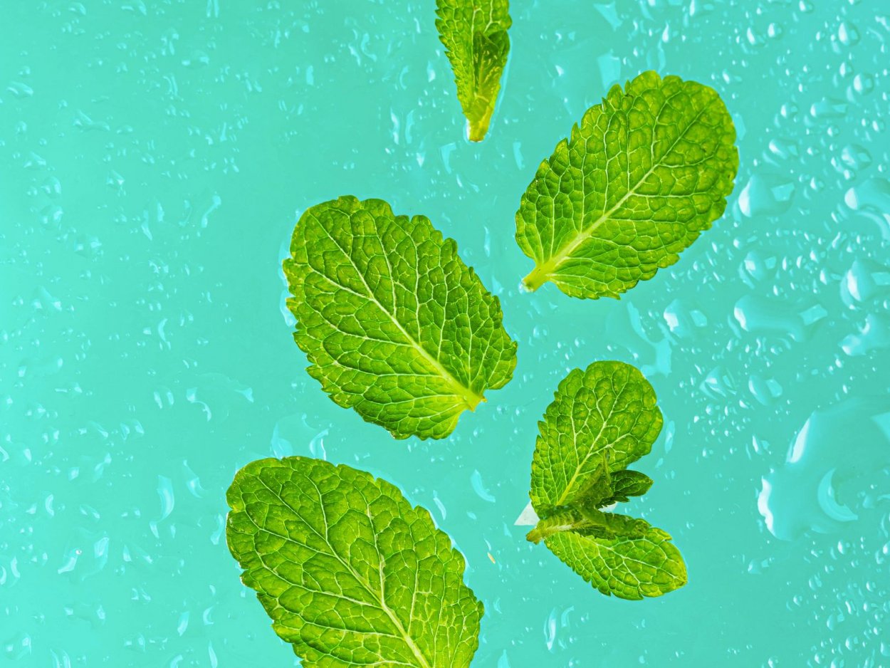 Мята перечная шоколадная