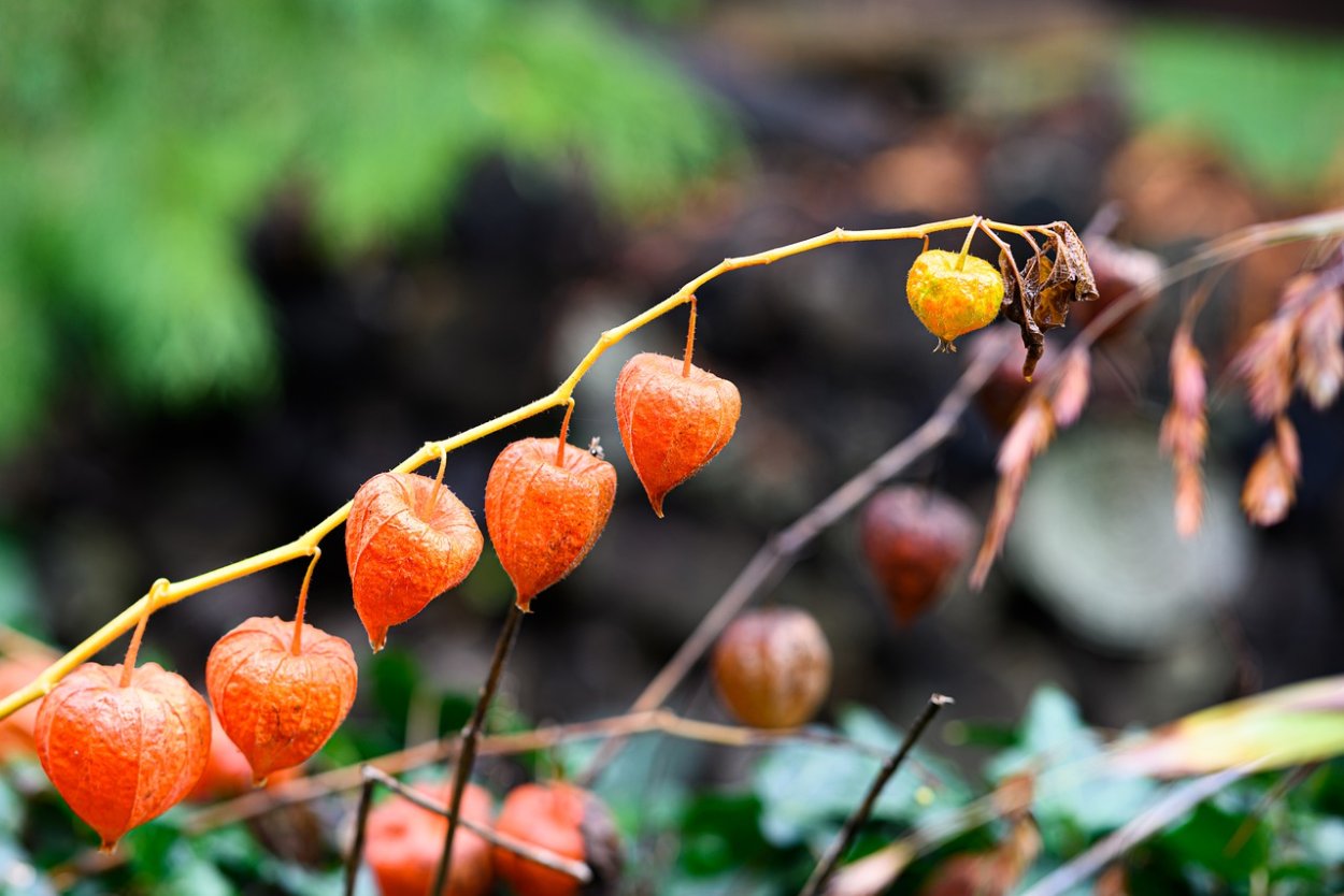 Физалис плод биология