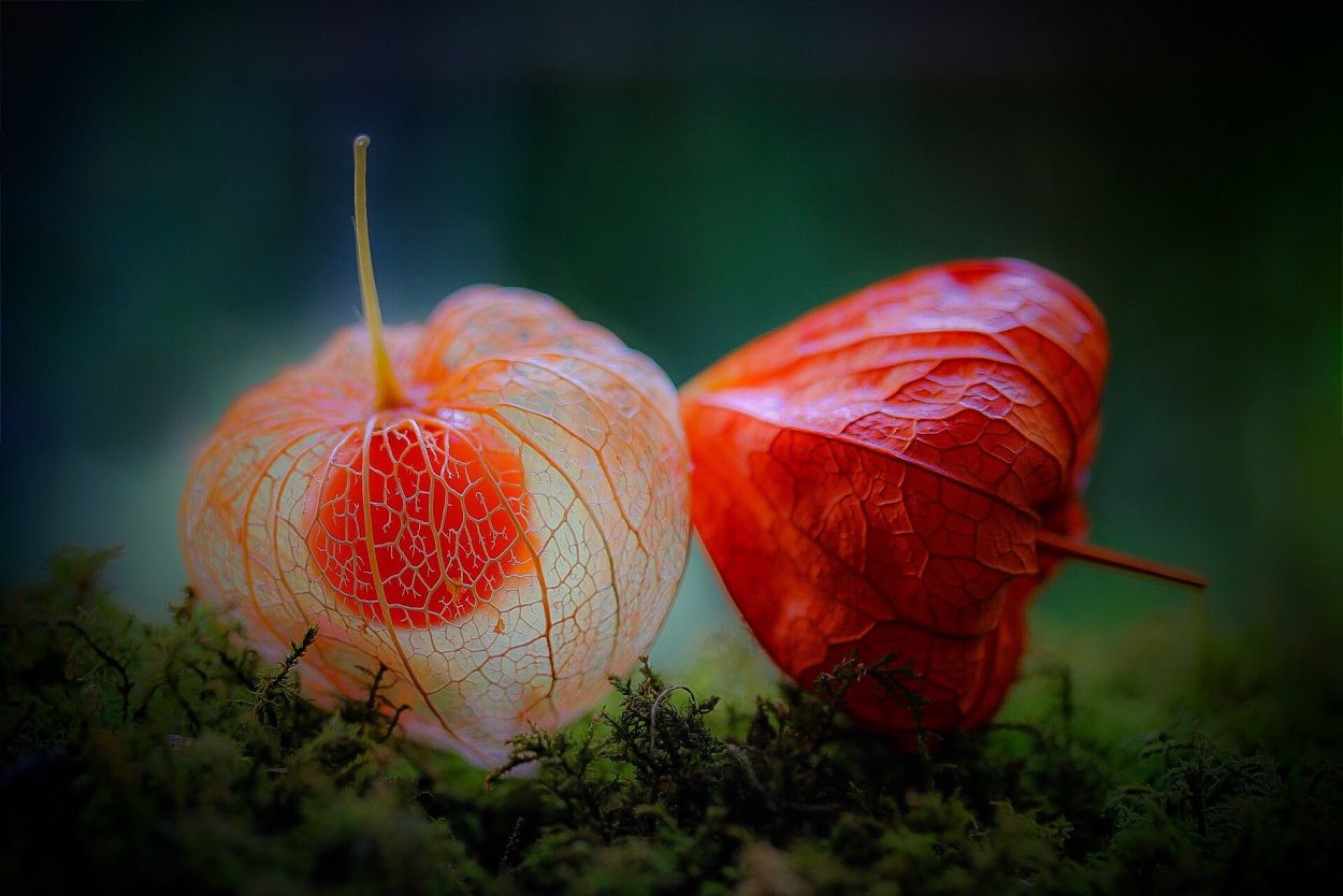 Физалис Ботаническая иллюстрация