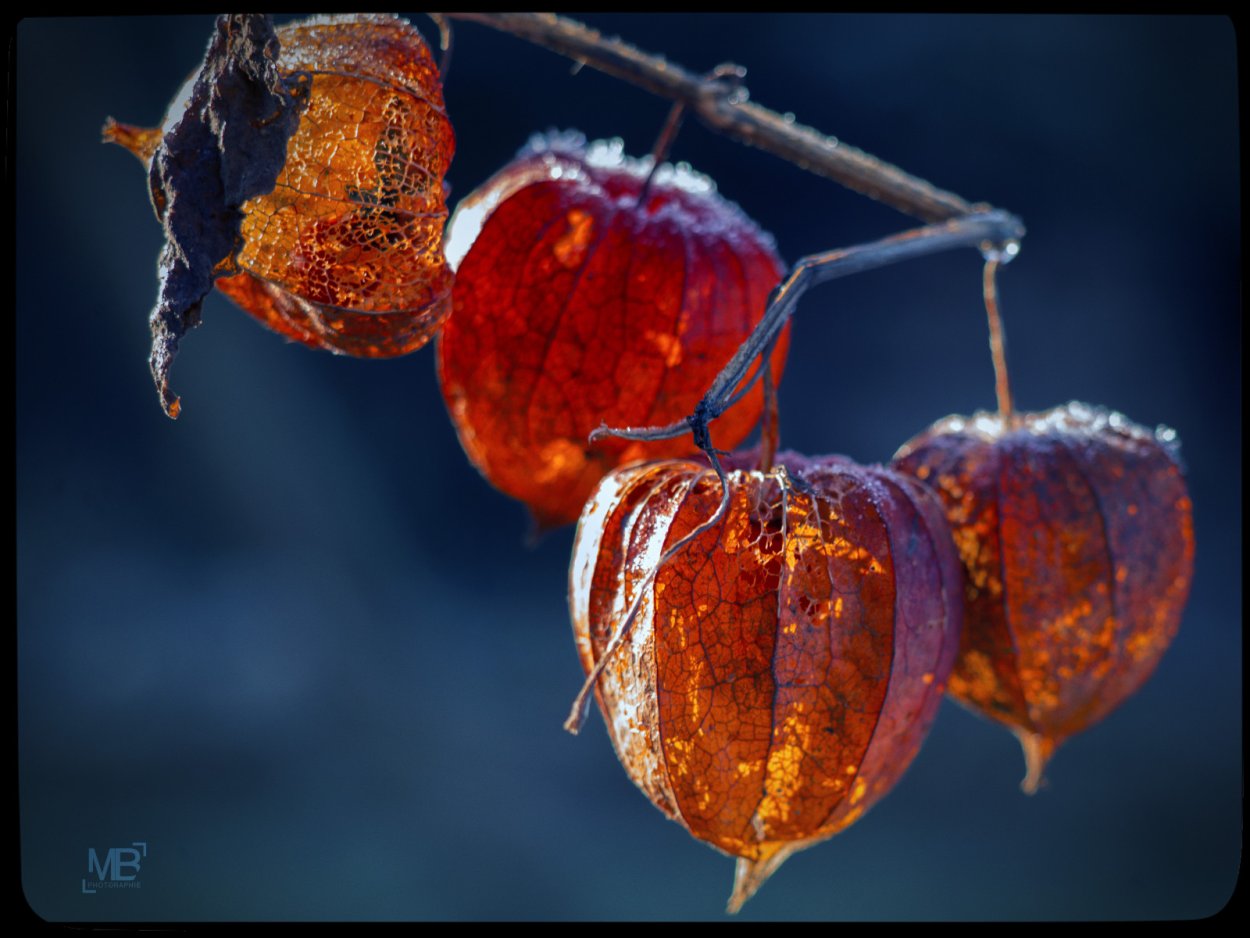 Мармелад с клюквой Мармеладная сказка