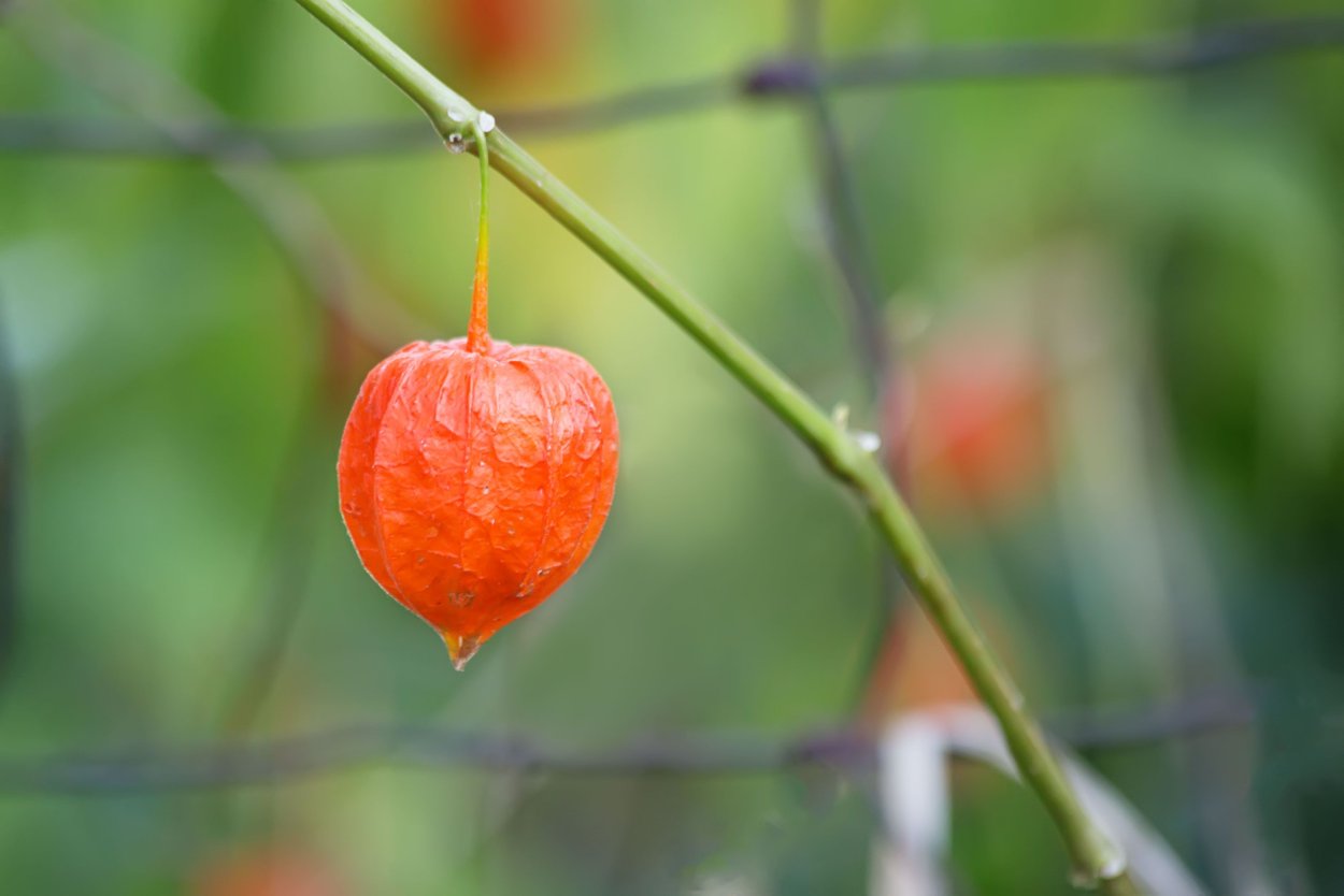 Физалис солнечнолистный