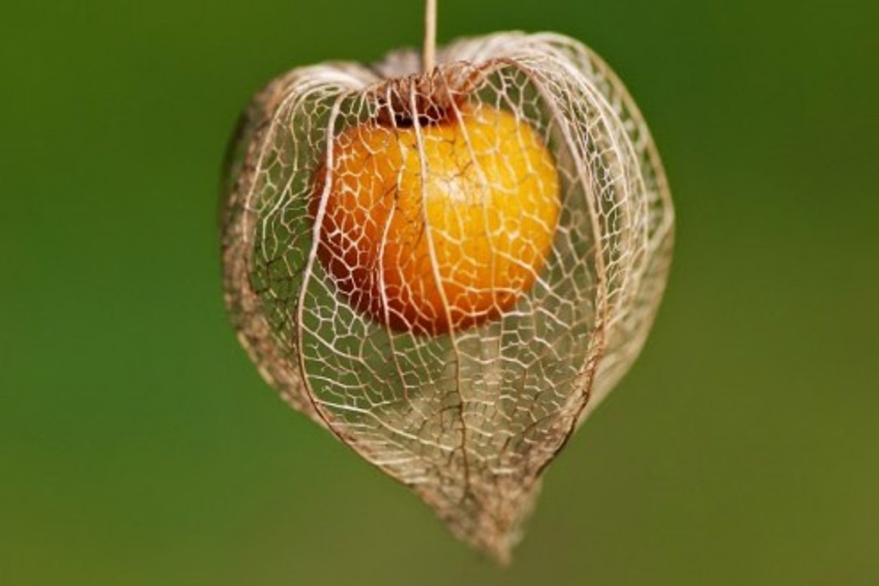 Тропические ягоды оранжевы