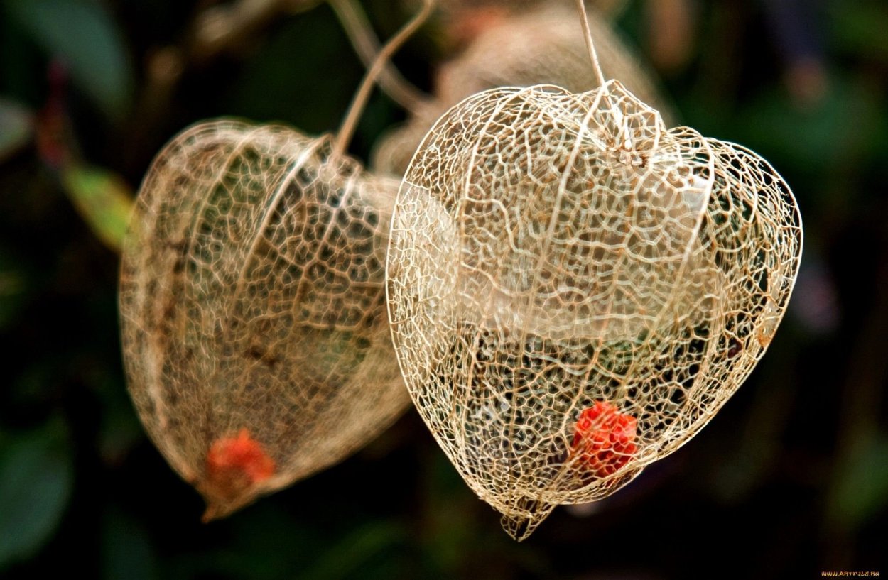 Физалис кумихо