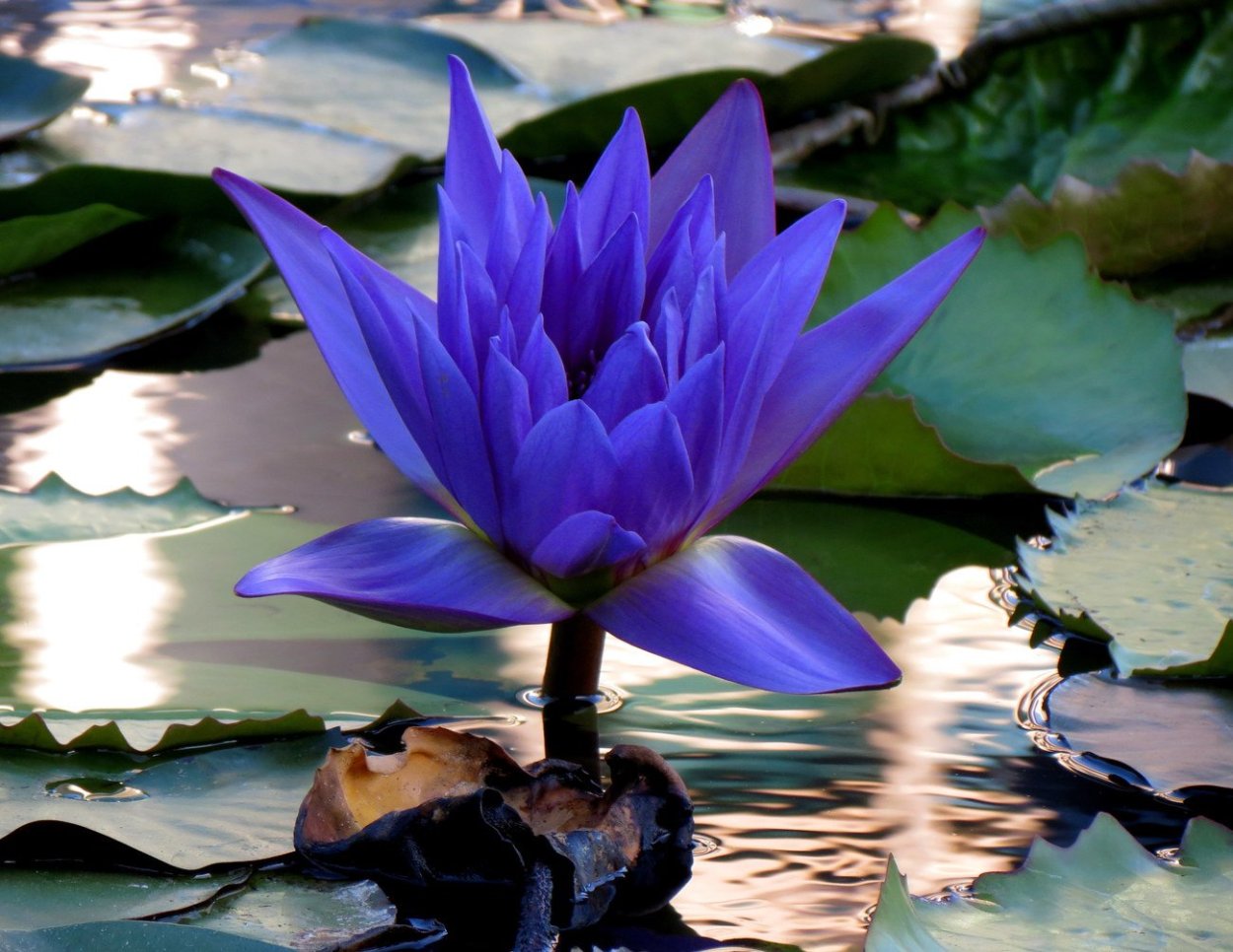 Голубой Лотос наркосодержащий