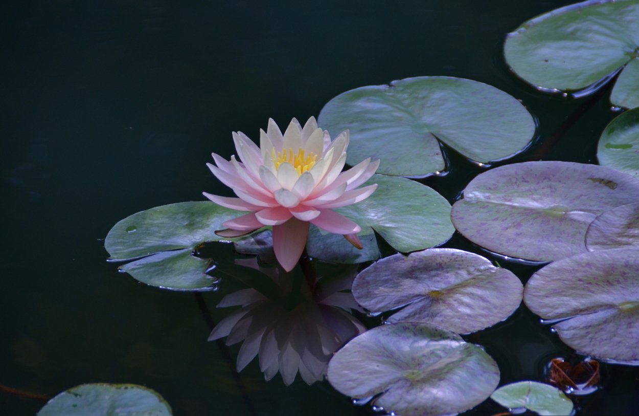 Кувшинка Лилия Лотос