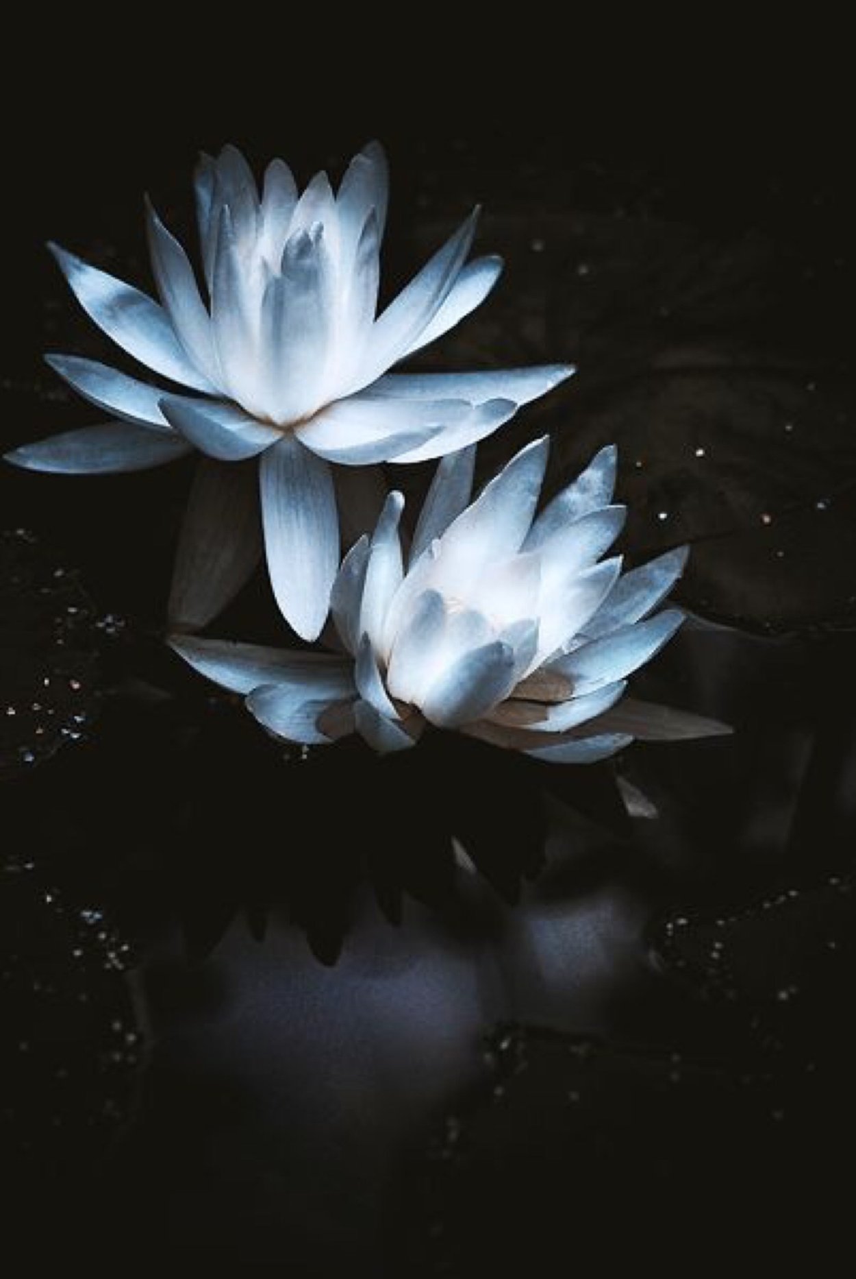 Лотос Эстетика