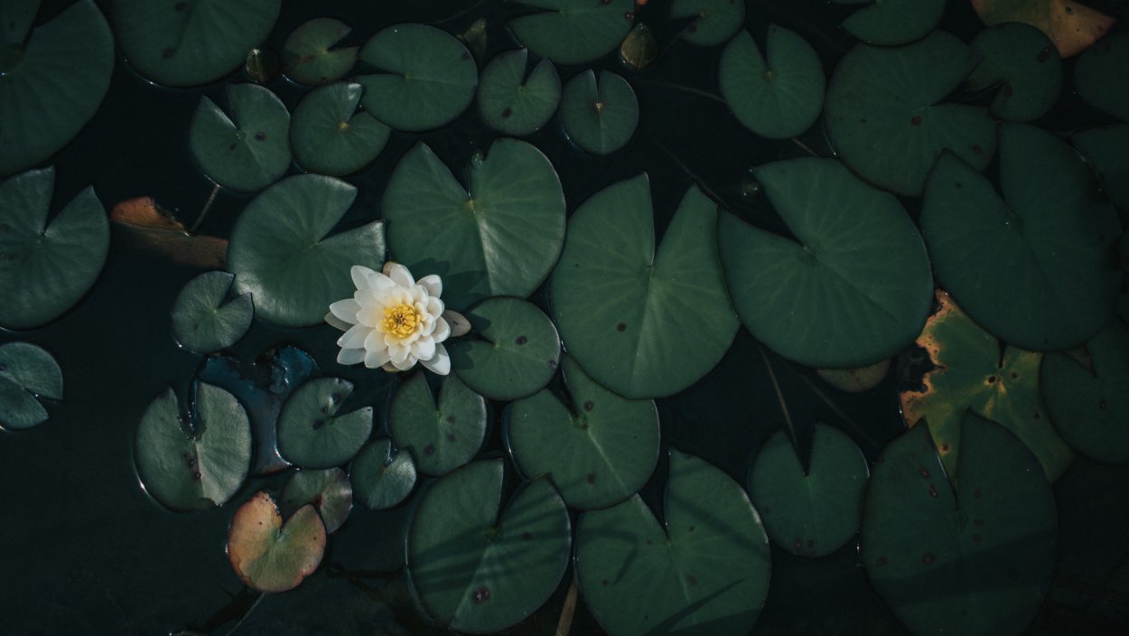 Нимфея белая