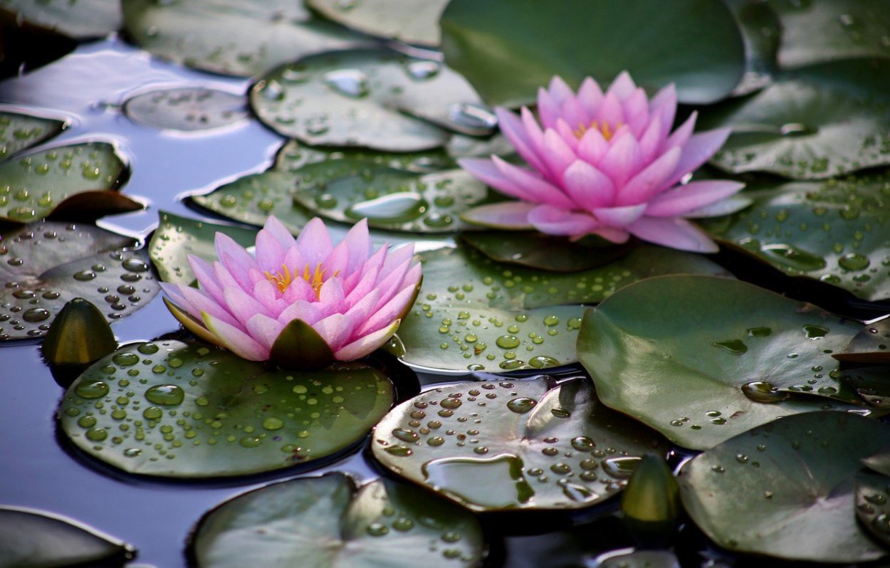 Лотус растение