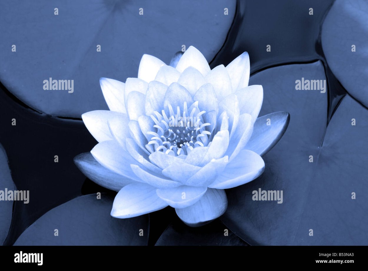 Белые кувшинки на воде