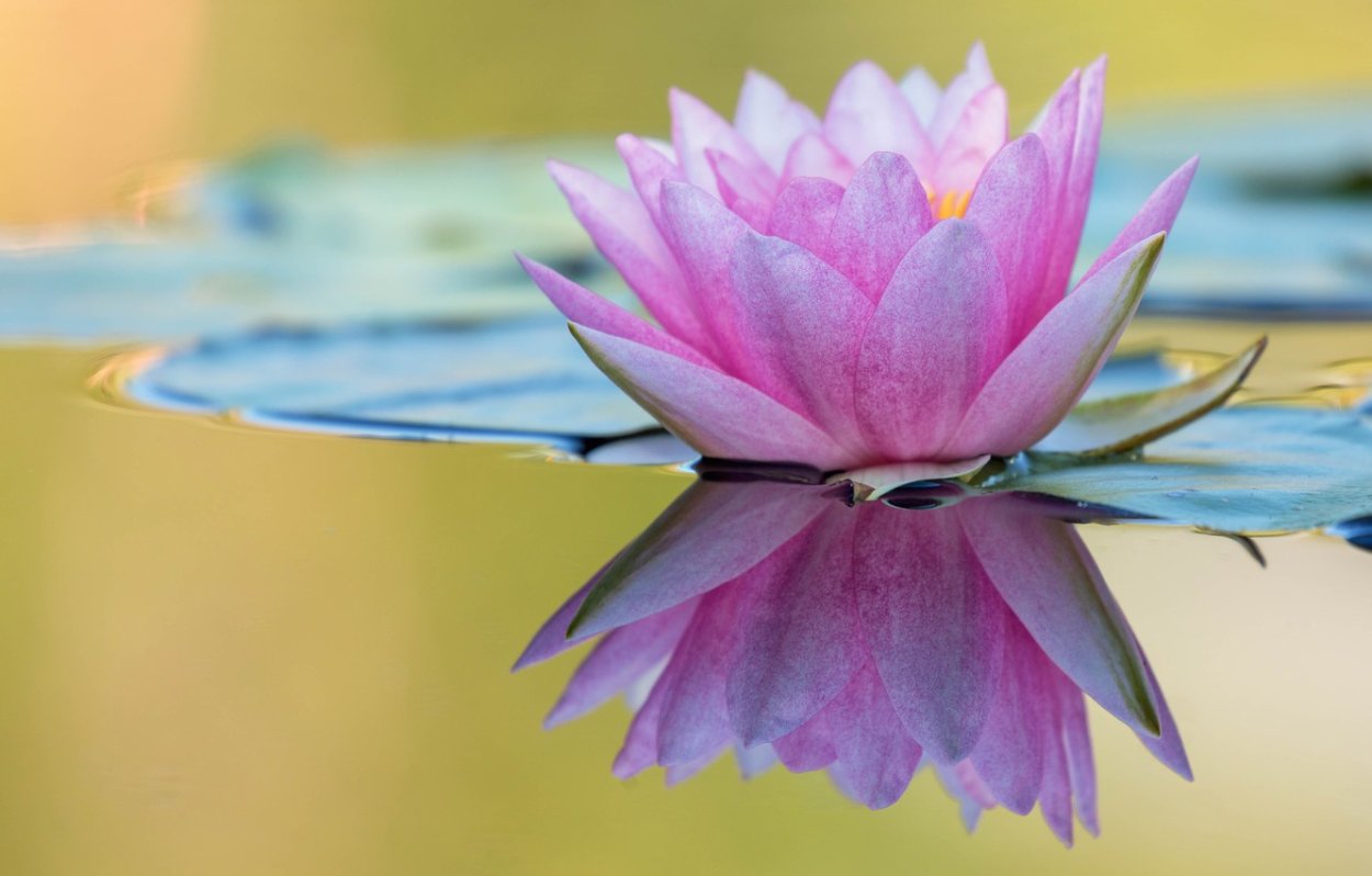 Кувшинка Лилия Лотос