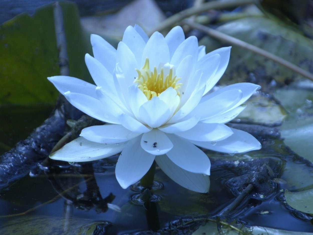 Фет кувшинки