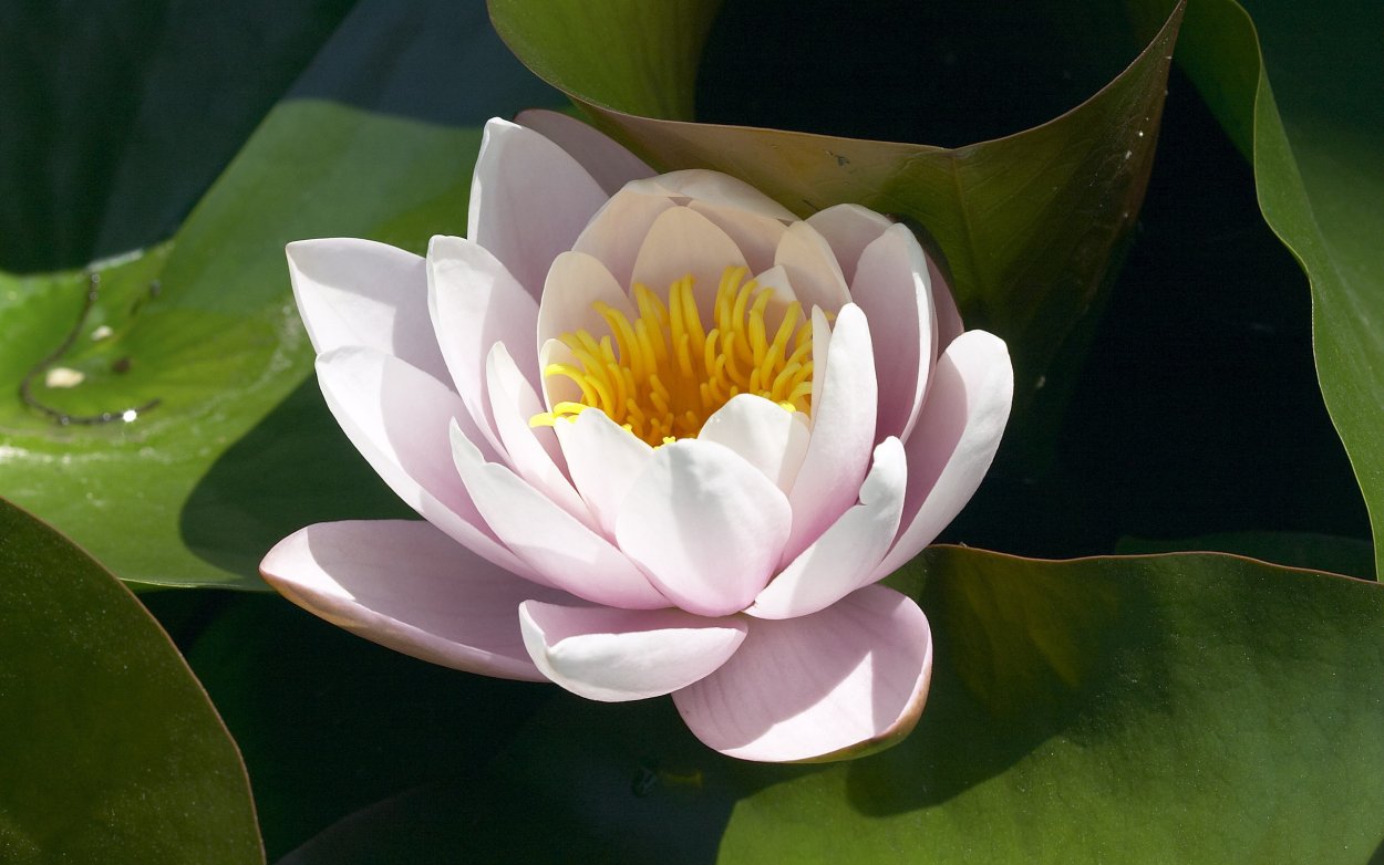 Цветы водоемов: Лотос, кувшинка