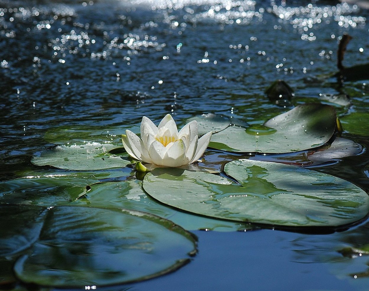 Лотос водяная Лилия