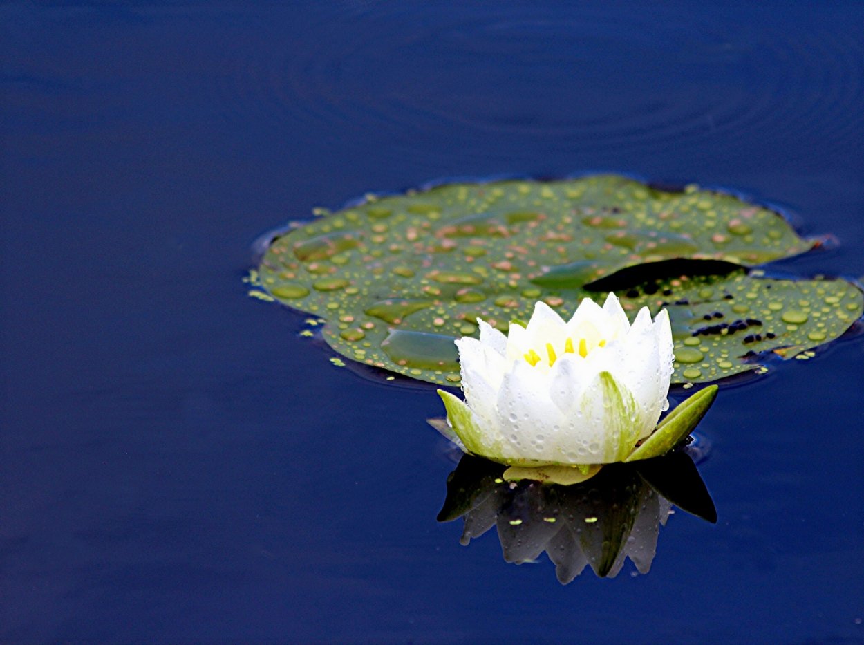 Лотос на черном фоне