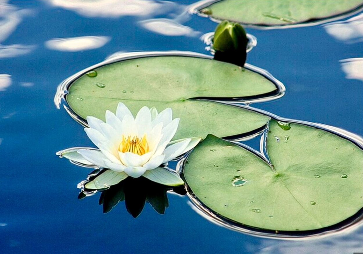 Бирюзовые Акварельные цветы