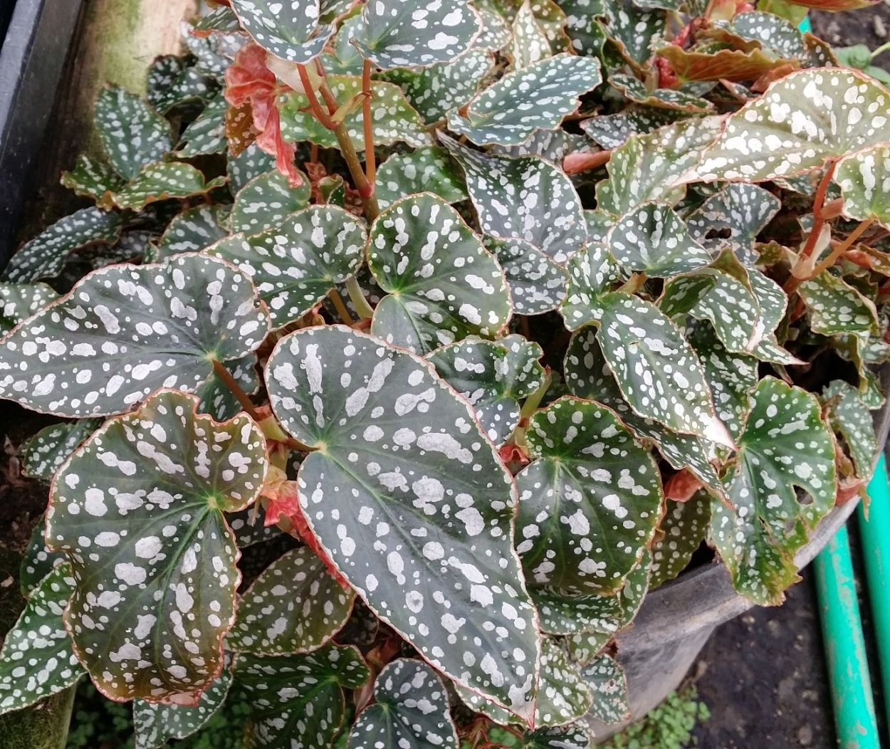 Королевская бегония крапчатая