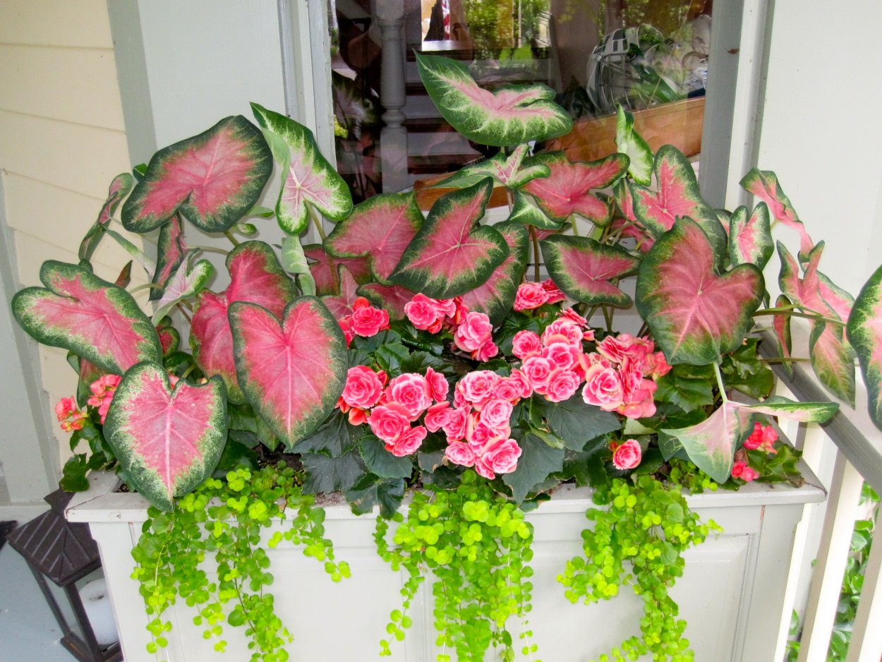 Цветок бегония