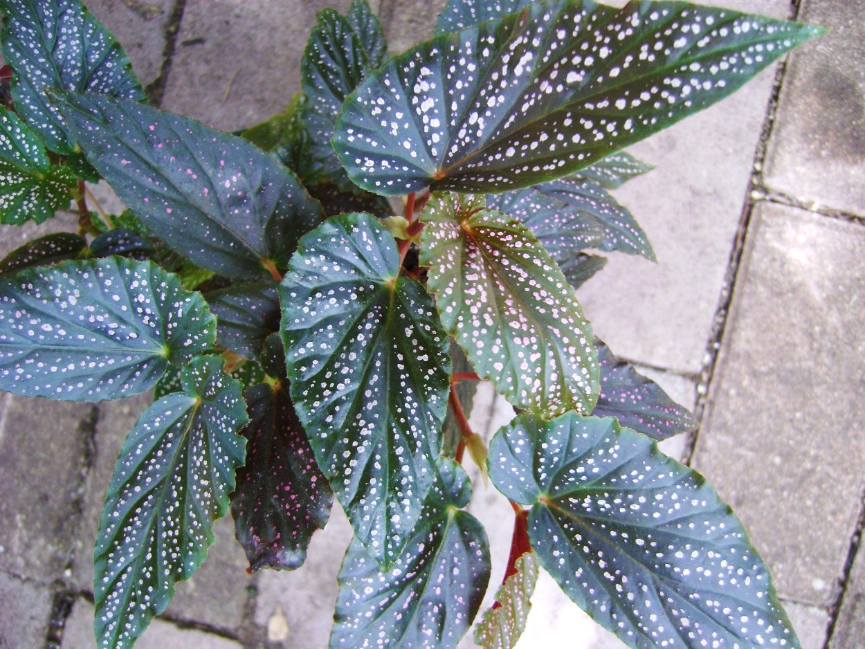 Бегония benigo