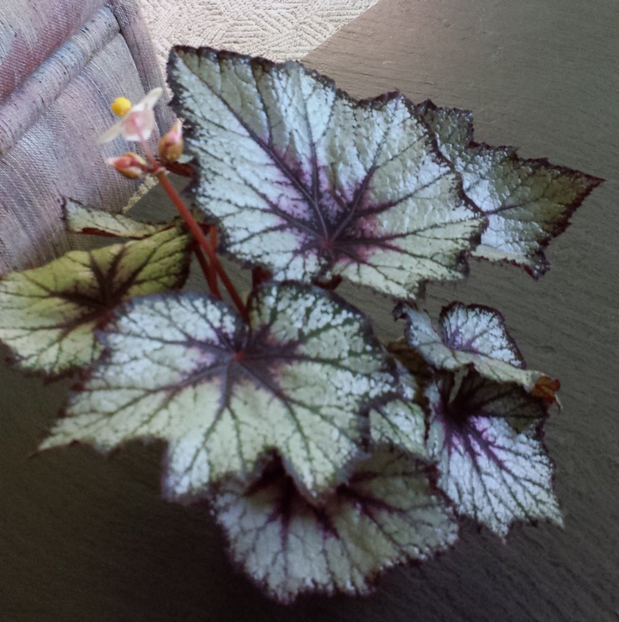 Бегония DS магнетизм