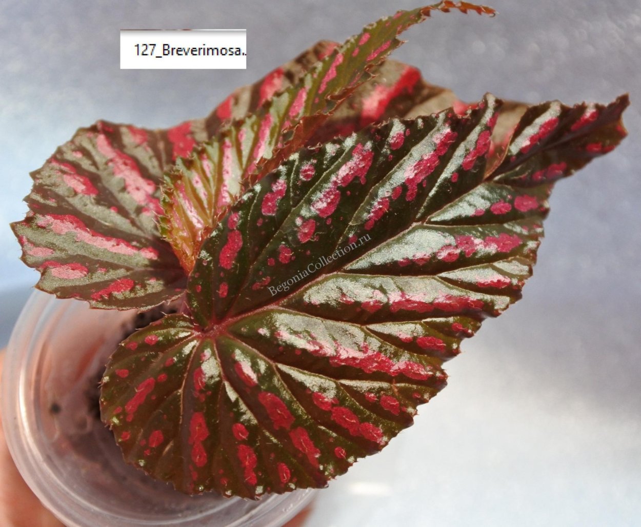 Бегония Кейн brevirimosa