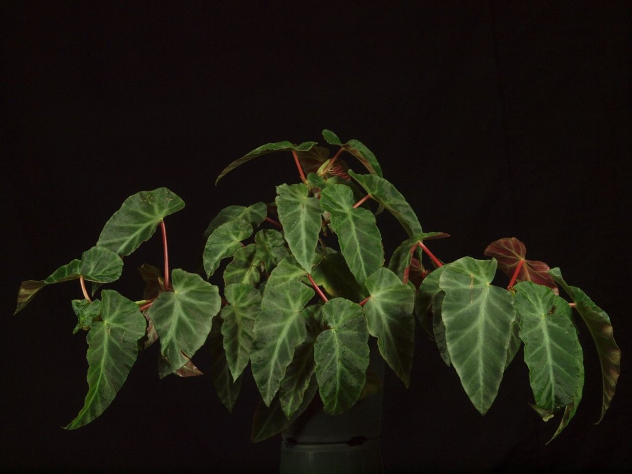 Бегония angularis