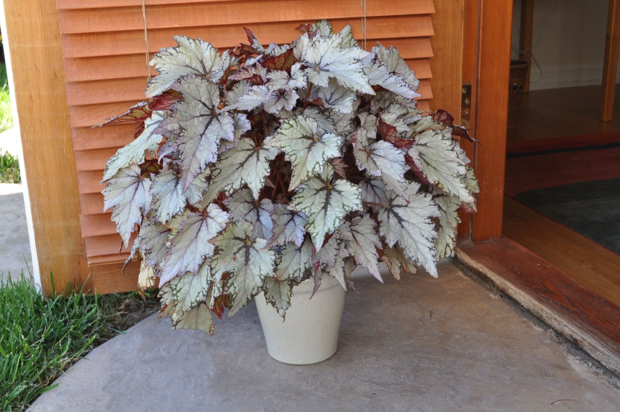 Бегония Королевская рекс