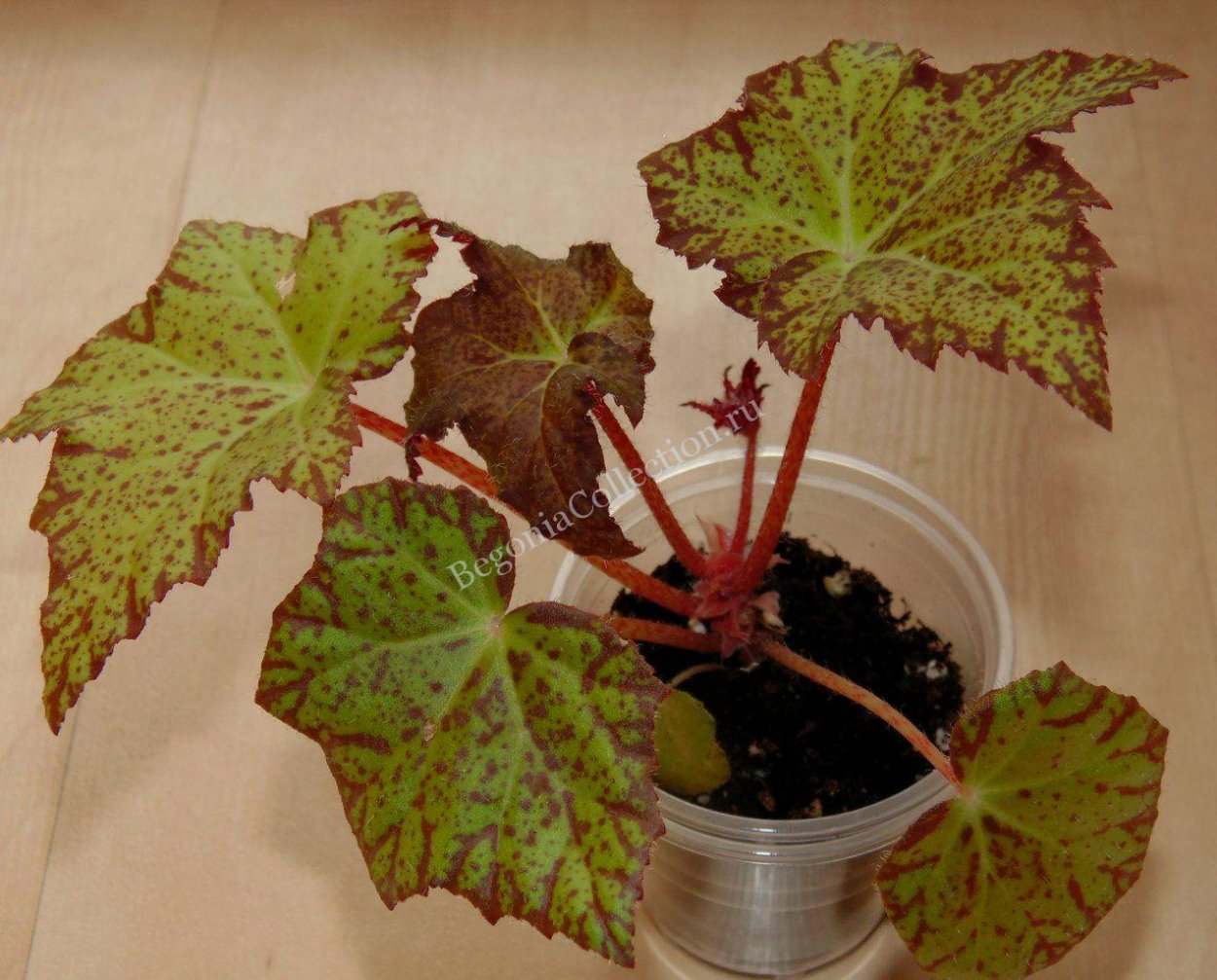 Бегония little beaver