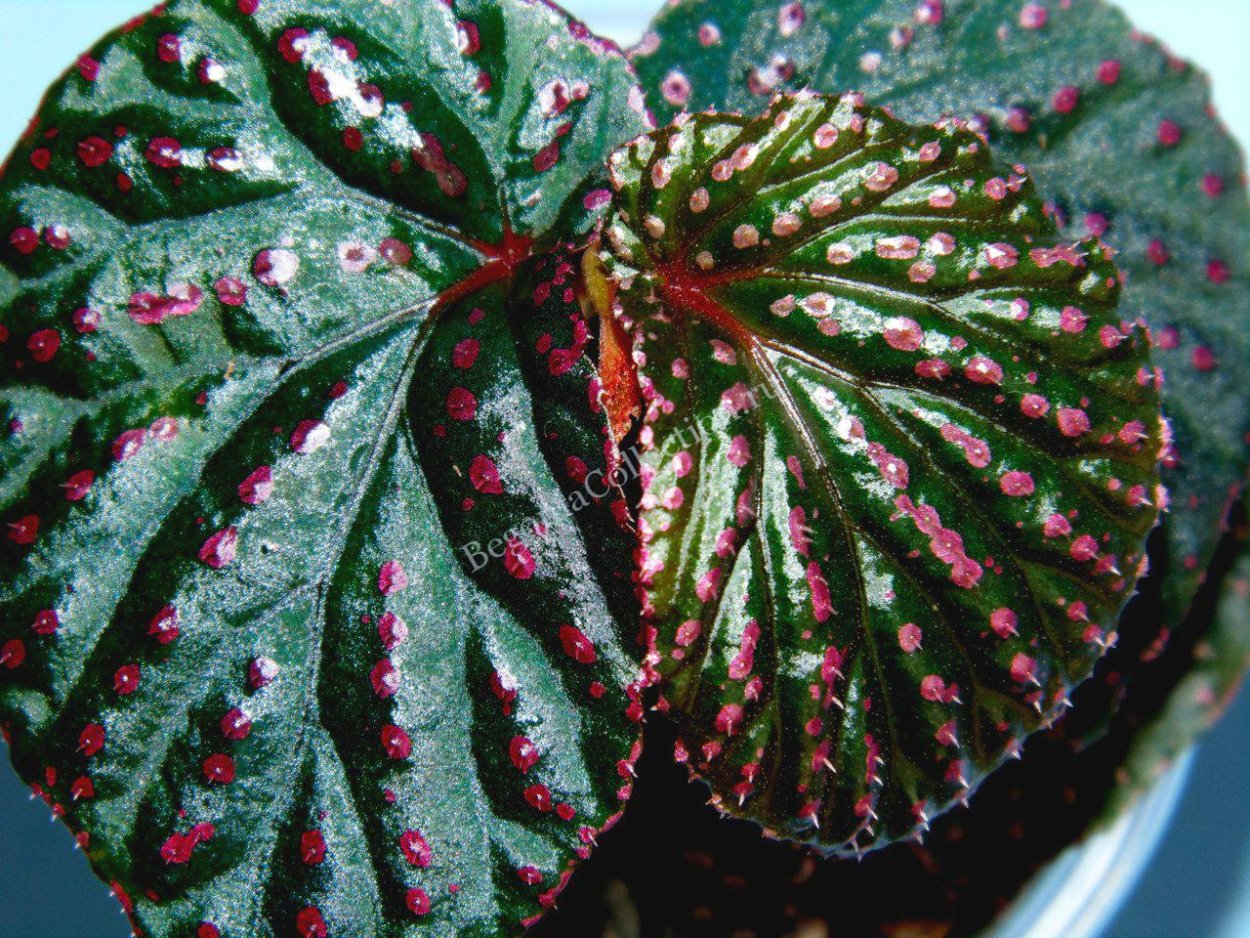 Бегония псевдолюберси Кейн