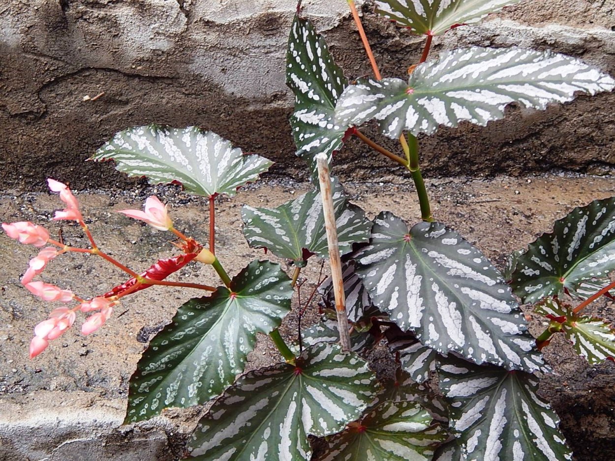 Бегония тростниковая Кейн