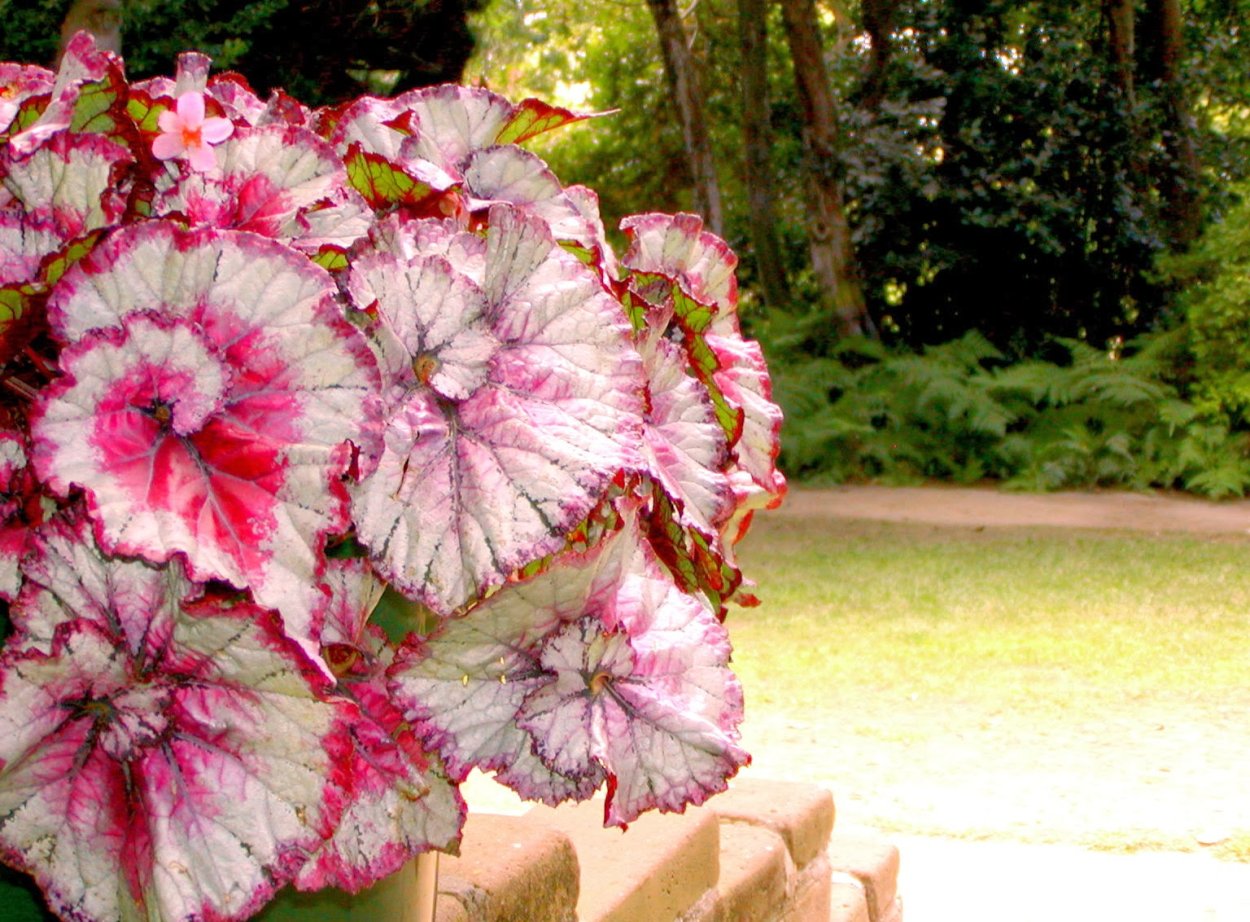 Бегония Madam Pompadure