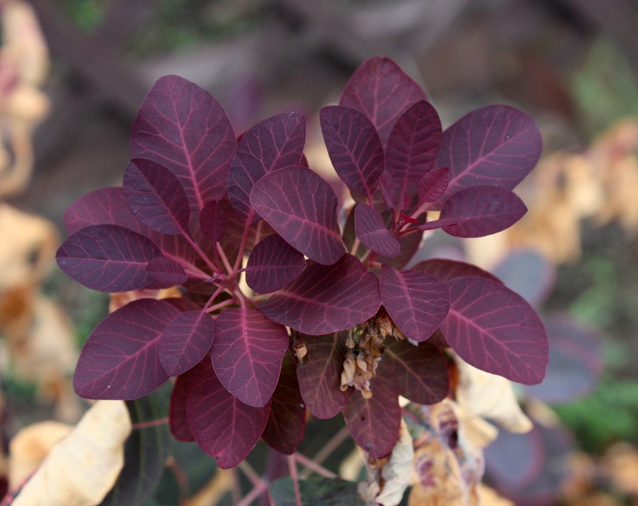 Скумпия Кожевенная Cotinus coggygria